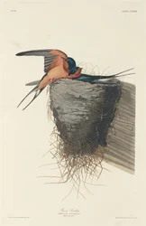 Ladugårdssvala, 1833.
