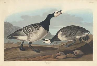 Havsmörgås, 1836.