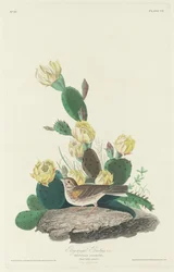 Bay-winged Bunting, 1830.