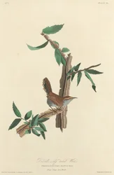 Bewicks långstjärtade gärdsmyg, 1827.