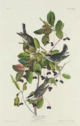 Svartsångare, 1832.