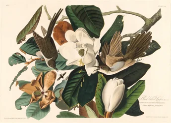 Svartnäbbad gök, 1828