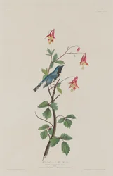 Svartstrupig blåsångare, 1832.