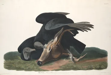 Svart gam, 1831
