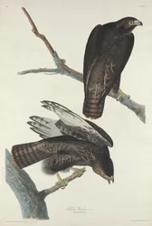 Svart krigare, 1830.