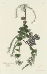 Svartvit ranka, 1830.