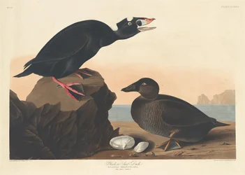 Svartand eller surfand, 1836