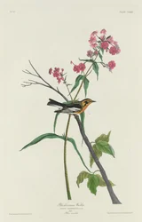 Blackburnian sångare, 1832.