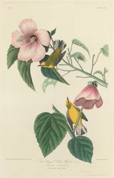 Blåvingad gul sångare, 1827.
