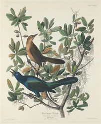 Båtstjärtad båtstjärt, 1834.