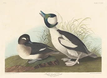 Buffelhuvad anka, 1836.