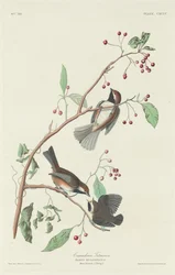 Kanadensisk mes, 1834.