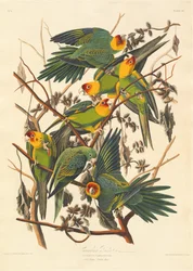 Caroline Parrot, 1827.