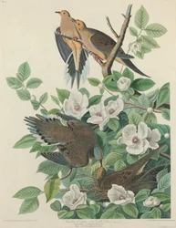 Carolina duva eller turtelduva, 1827.