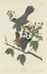 Kattfågel, 1832.