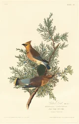 Cederfågel, 1828.