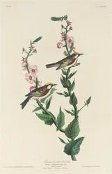 Kastanjsidig sångare, 1829.