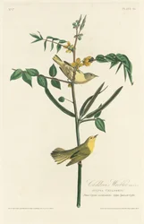 Barnsångare, 1828.