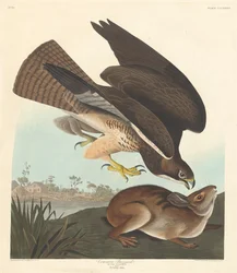 Vråkvråk, 1837.