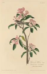 Cuviers gärdsmyg, 1829.