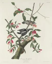 Dunig hackspett, 1831.