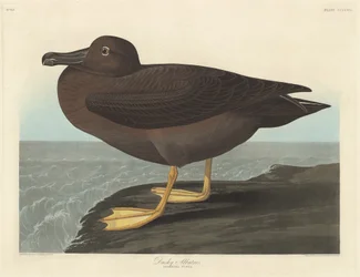 Dusky Albatross, 1838.