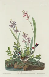 Fältsparv, 1832.