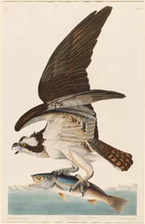 Fish Hawk, 1830.