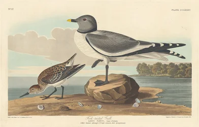 Saxstjärtad mås, 1835.