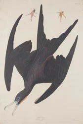 Fregatt Pelican, 1835.
