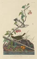 Guldkrönt trast, 1832.
