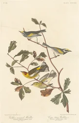 Guldvingad sångare och Cape May sångare, 1838.