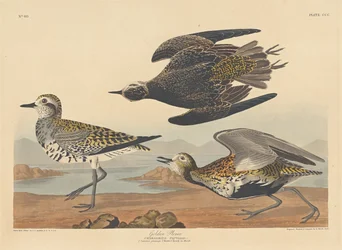 Guldpipare, 1836.