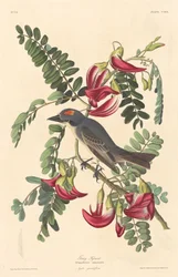 Grå tyrann, 1833.