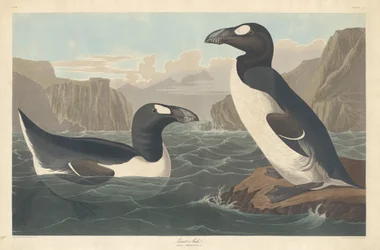 Storfågel, 1836.