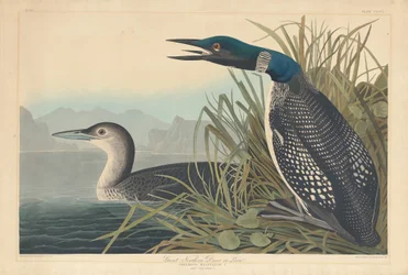 Great Northern Diver eller Loon, 1836.
