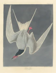 Stortärna, 1836.