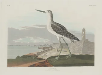 Greenshank, 1835.