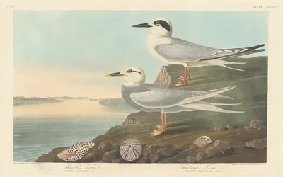 Havells tärna och Trudeaus tärna, 1838.