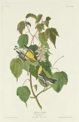 Hemlock sångare, 1832.