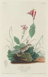 Henslows Bunting, 1829.