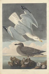 Fiskmås, 1836.