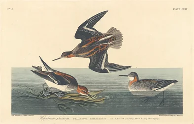 Hyperboreisk Phalarope, 1834.