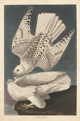 Island eller Jer Falcon, 1837.