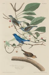 Indigo fågel, 1829.