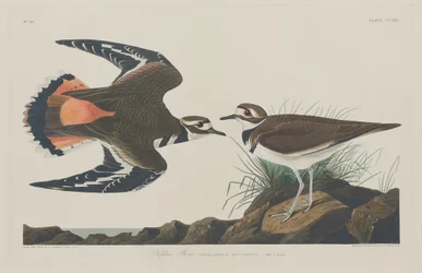 Kildeer Plover, 1834.