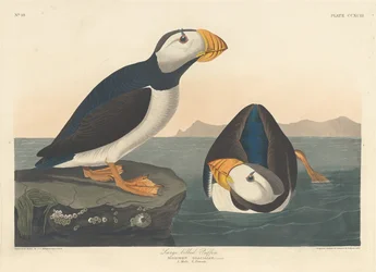 Stornäbbad lunnefågel, 1836.