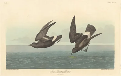 Minst stormiga petrel, 1836.