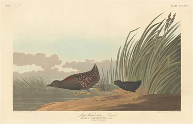 Minst vattenhöna, 1836.