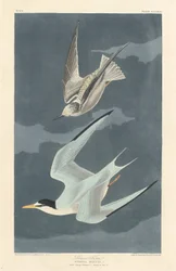Lilla Tern, 1836.